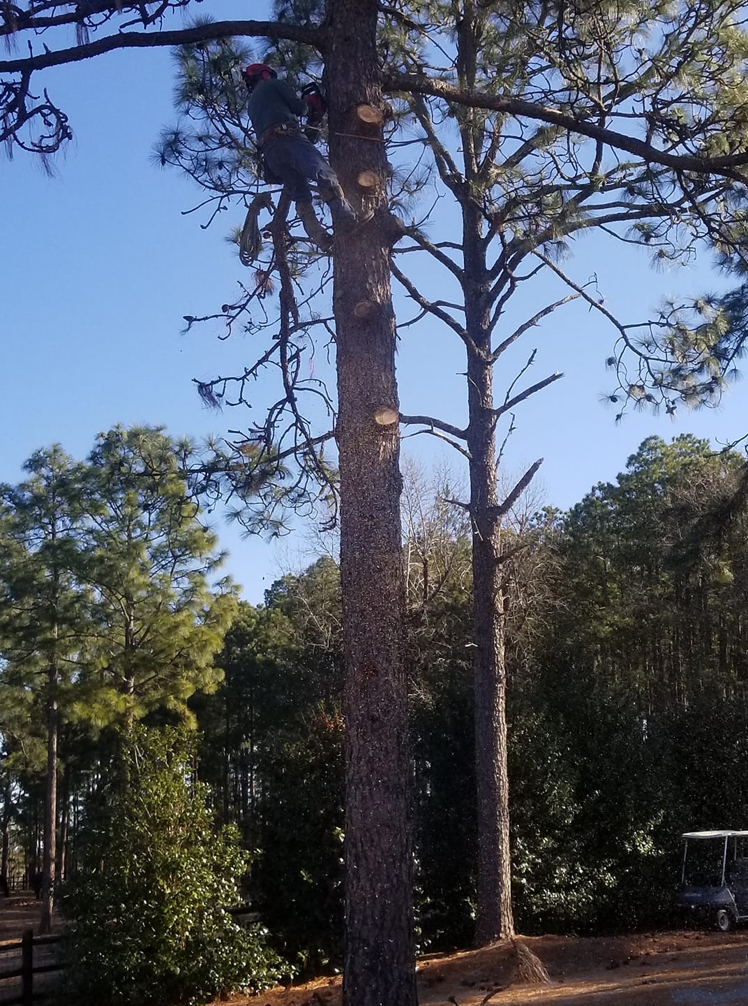 Pine tree trimming by arborist