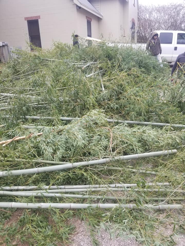 Bamboo and brush clearing