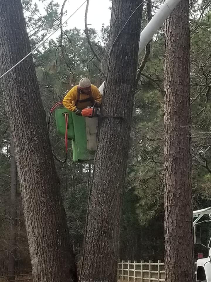 Tree trimming service with bucket lift